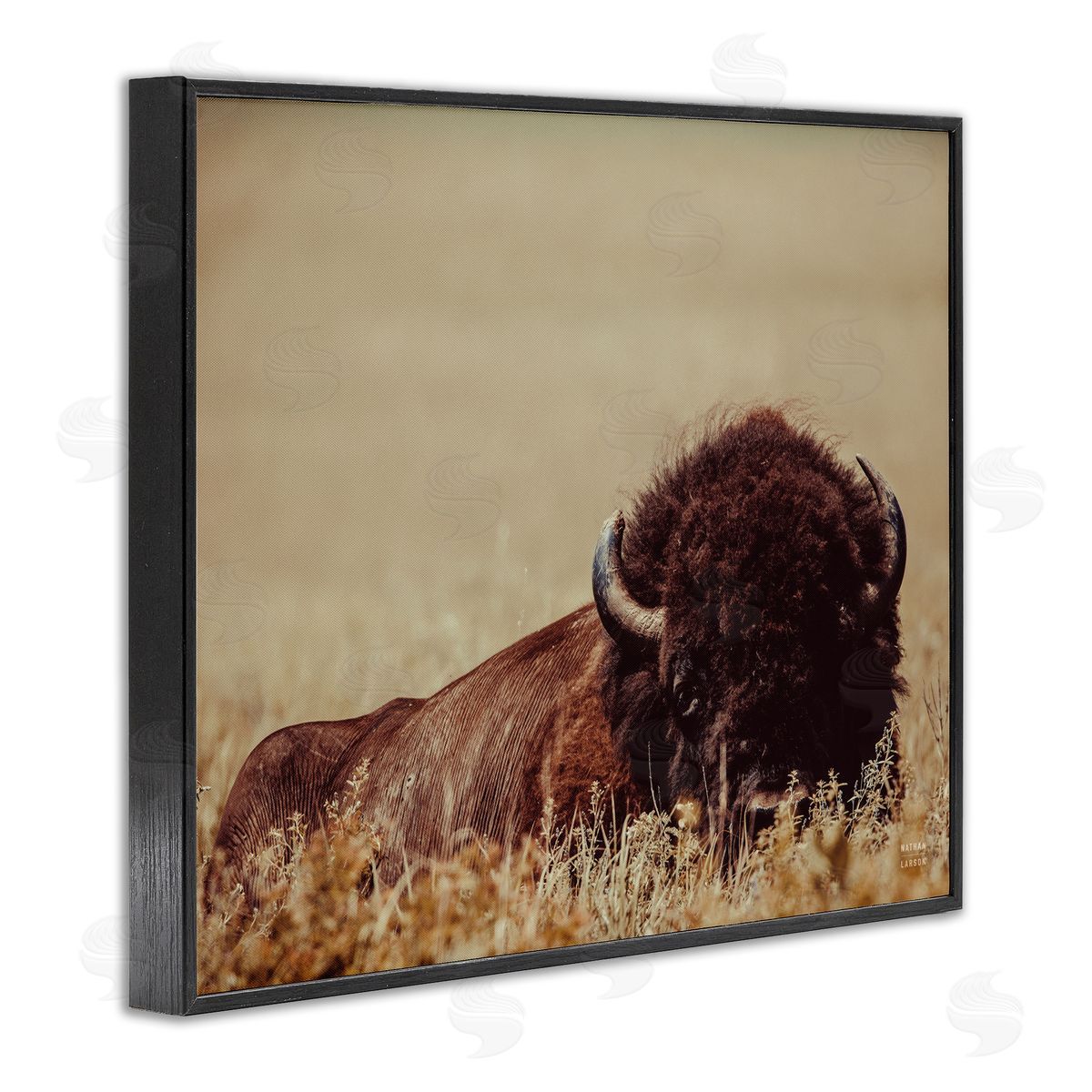 Nathan Larson | Resting Bison Photography