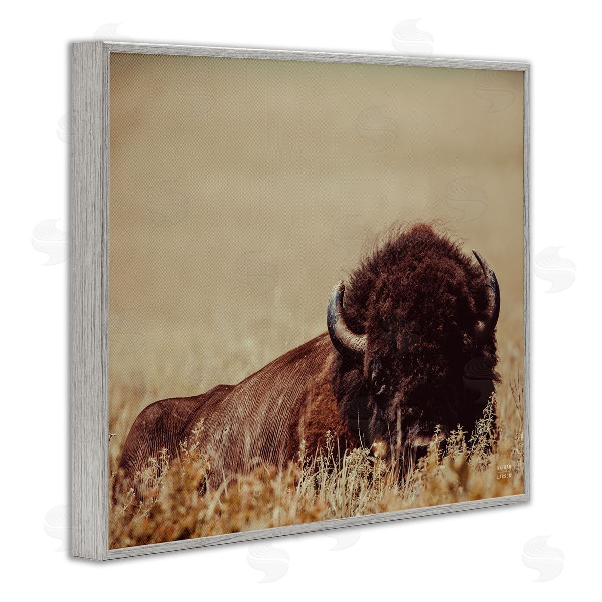 Nathan Larson | Resting Bison Photography