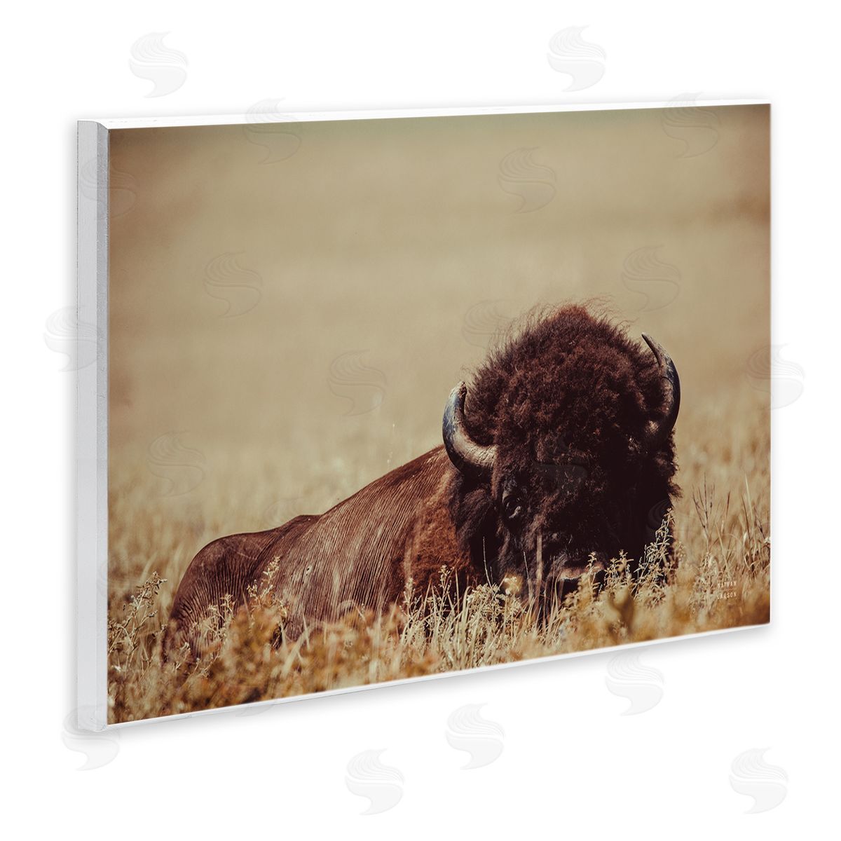 Nathan Larson Resting Bison Photography Wall Plaque Artside_