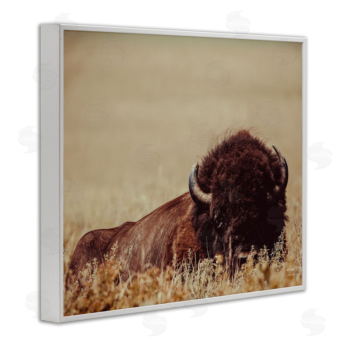 Nathan Larson | Resting Bison Photography