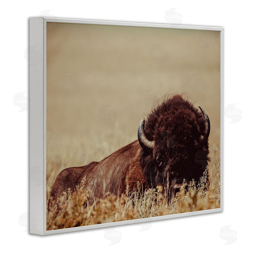 Nathan Larson | Resting Bison Photography