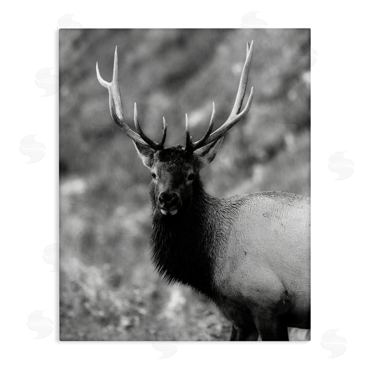 Daniel Sproul | Grey Elk Photography