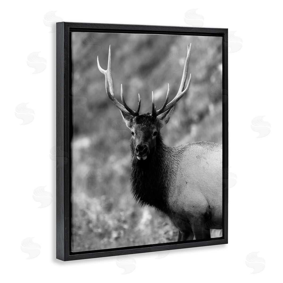 Daniel Sproul | Grey Elk Photography