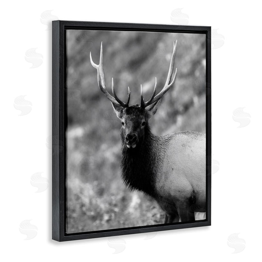 Daniel Sproul | Grey Elk Photography