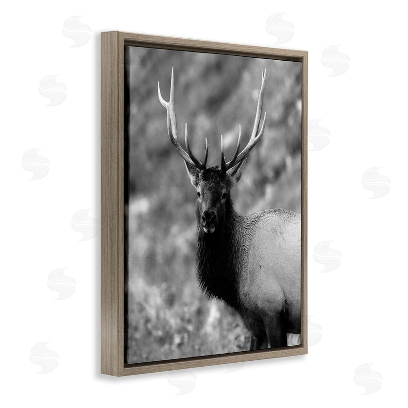 Daniel Sproul | Grey Elk Photography