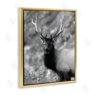Daniel Sproul | Grey Elk Photography