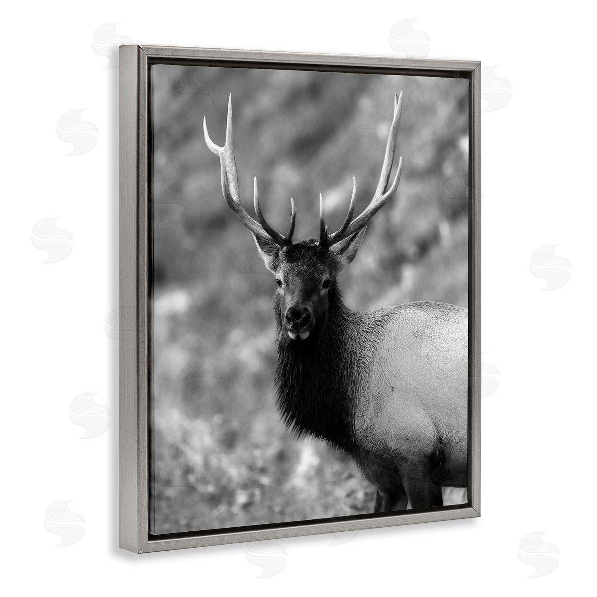 Daniel Sproul | Grey Elk Photography