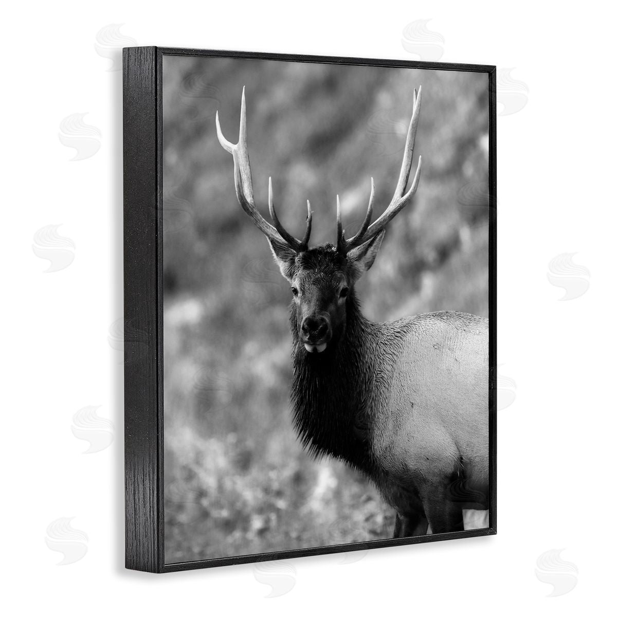Daniel Sproul | Grey Elk Photography