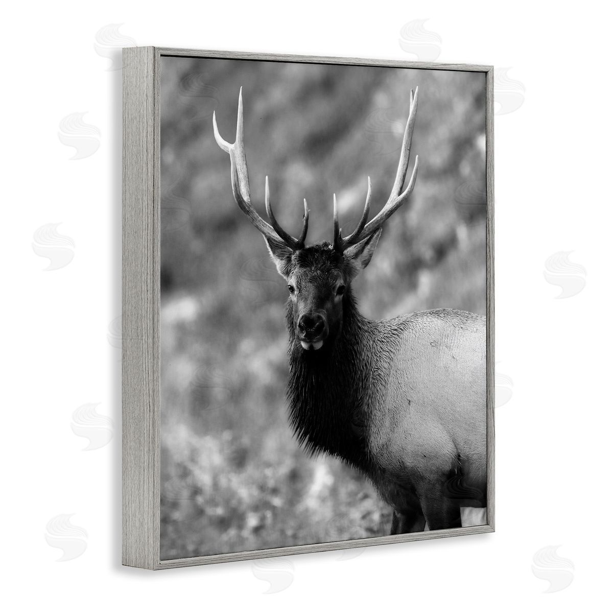 Daniel Sproul | Grey Elk Photography