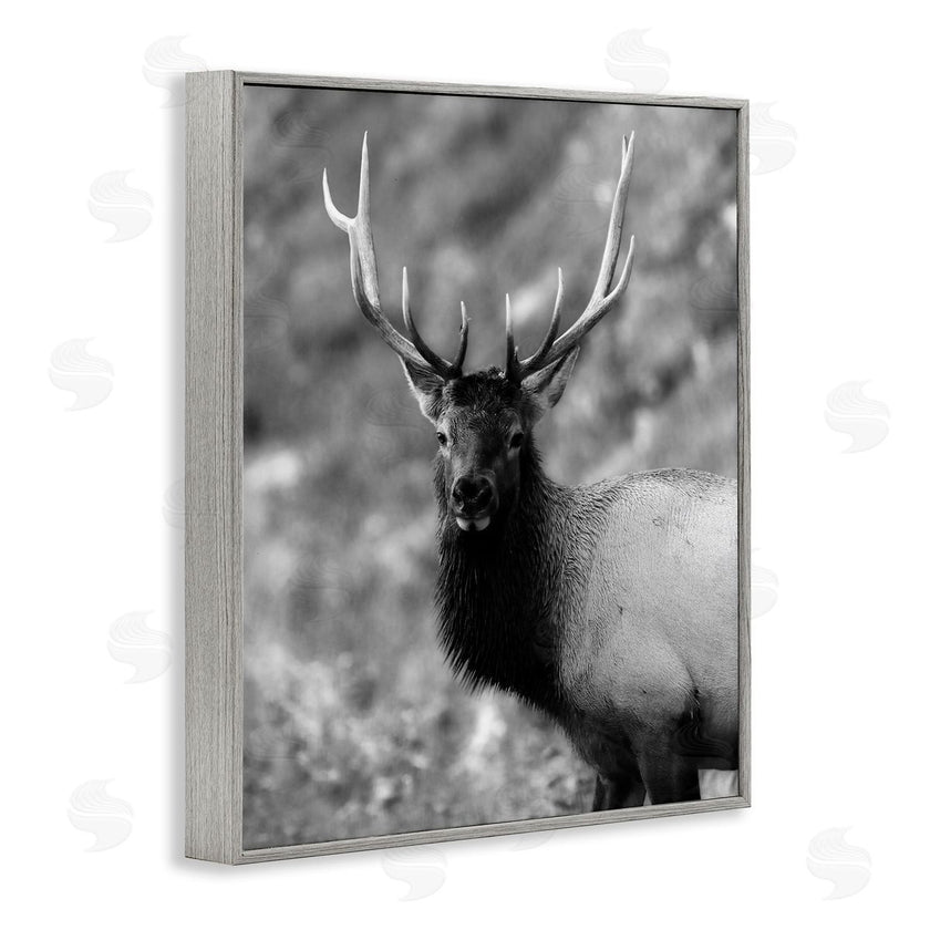 Daniel Sproul | Grey Elk Photography