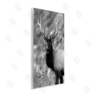 Daniel Sproul | Grey Elk Photography