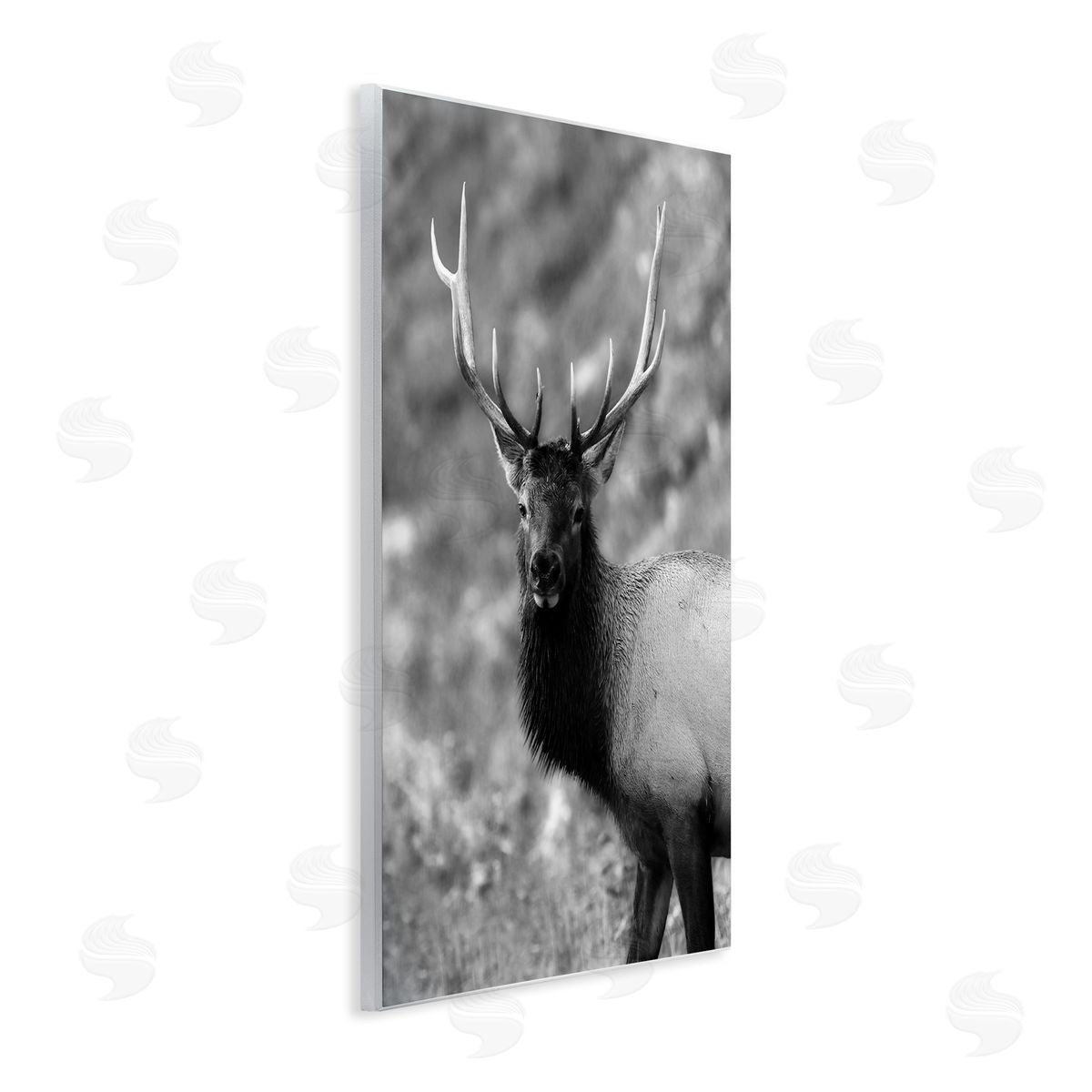 Daniel Sproul | Grey Elk Photography
