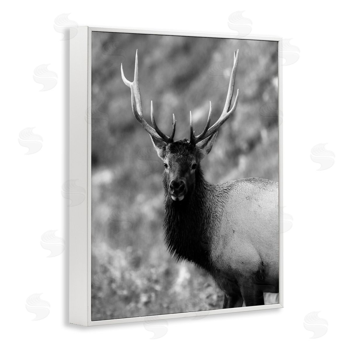 Daniel Sproul Grey Elk Photography White Framed Giclee Wall Artside_