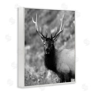 Daniel Sproul | Grey Elk Photography