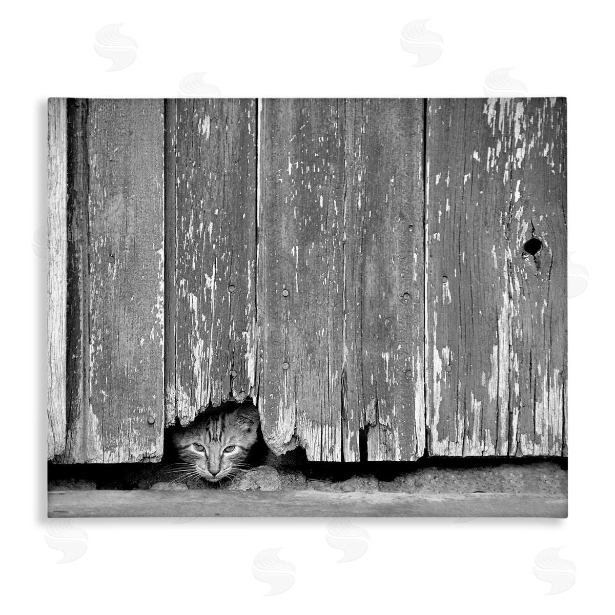 Steve Toole | Rustic Cat Peeking