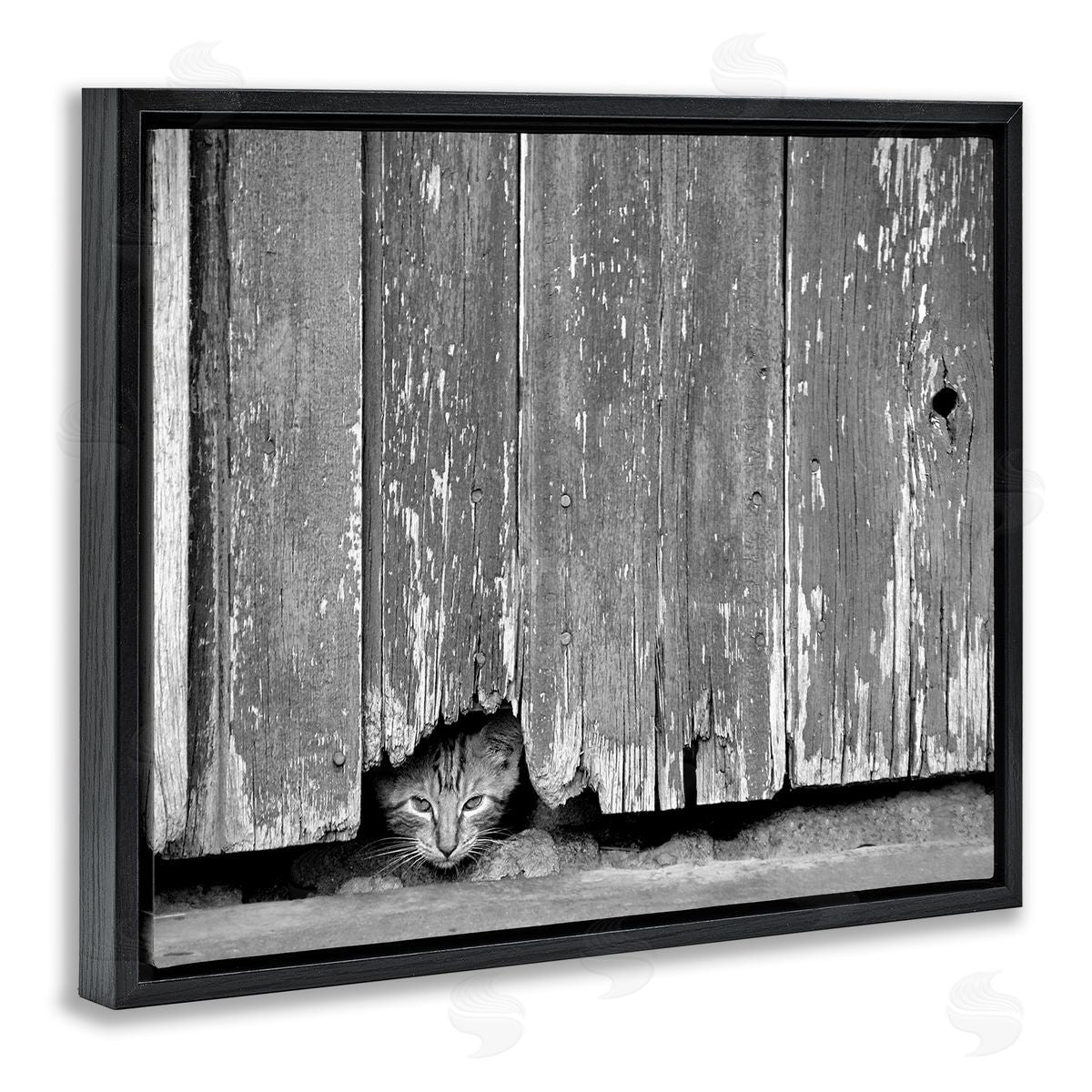 Steve Toole | Rustic Cat Peeking