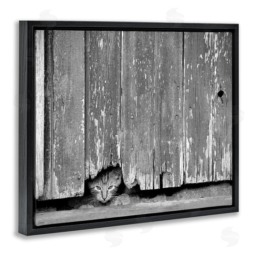 Steve Toole | Rustic Cat Peeking
