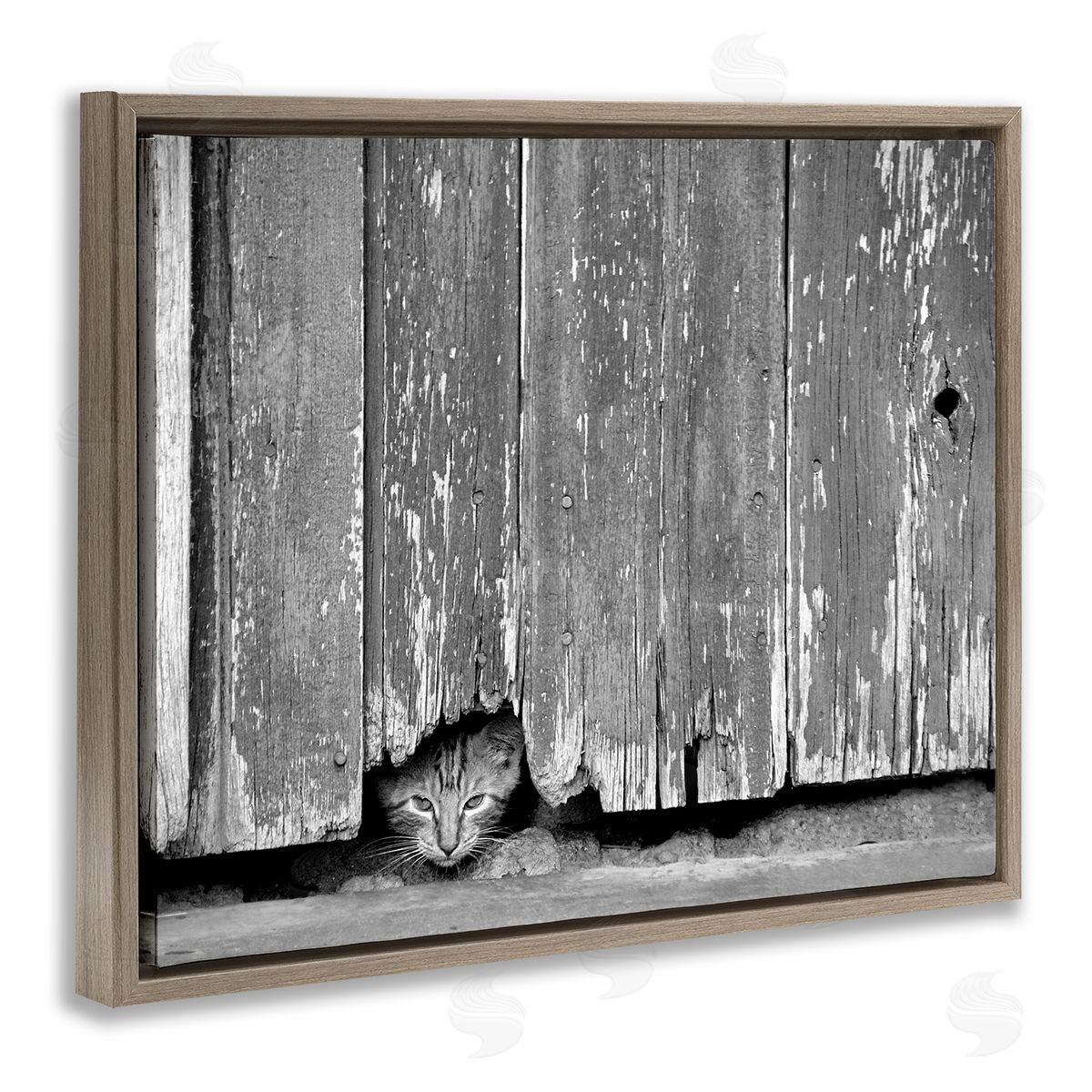 Steve Toole Rustic Cat Peeking Brown Floater Frame Canvas Artside_