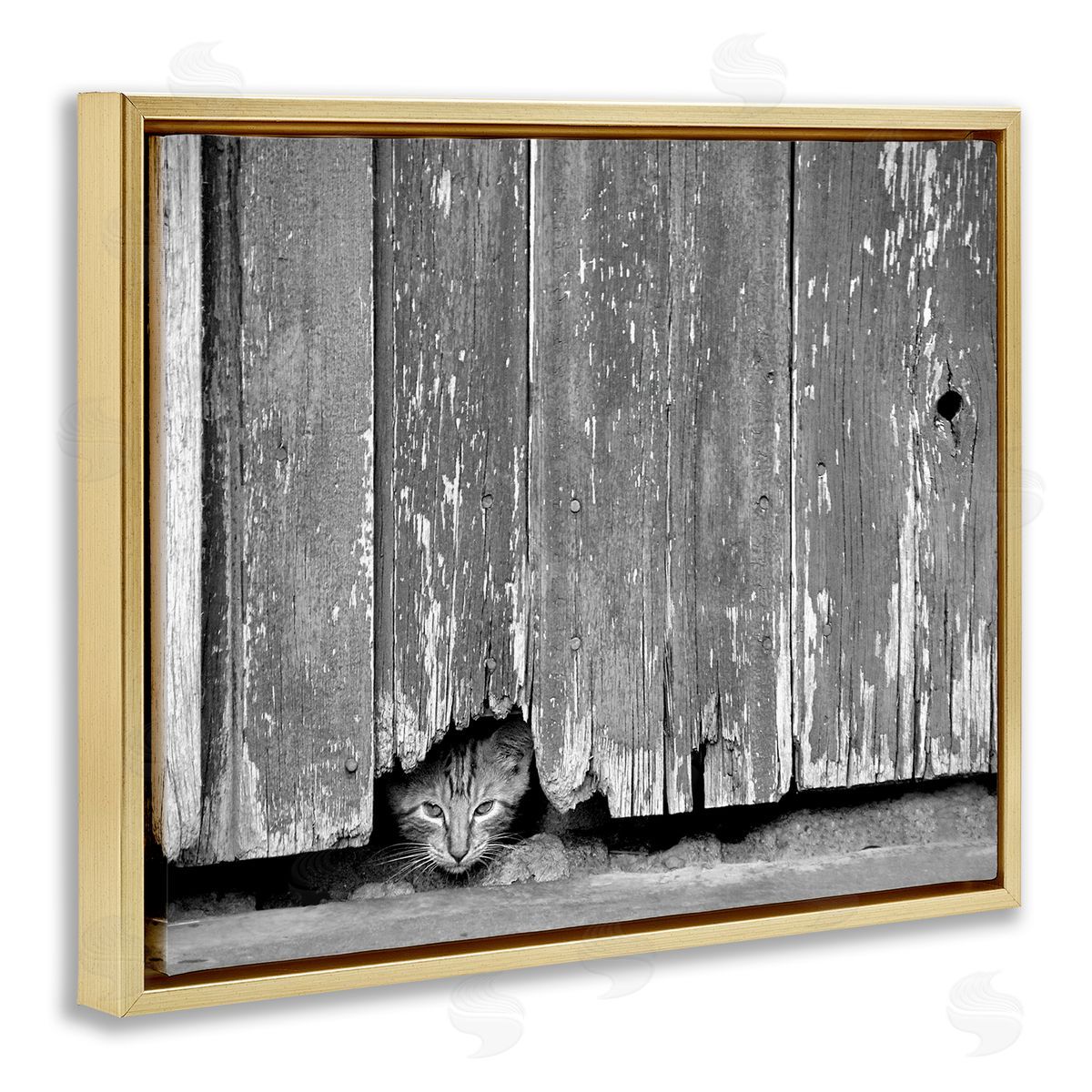 Steve Toole | Rustic Cat Peeking