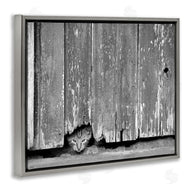 Steve Toole | Rustic Cat Peeking