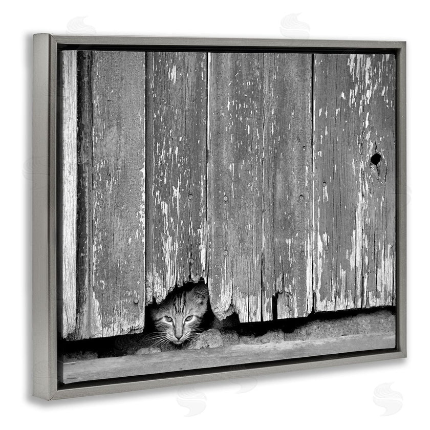 Steve Toole | Rustic Cat Peeking
