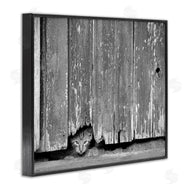Steve Toole | Rustic Cat Peeking