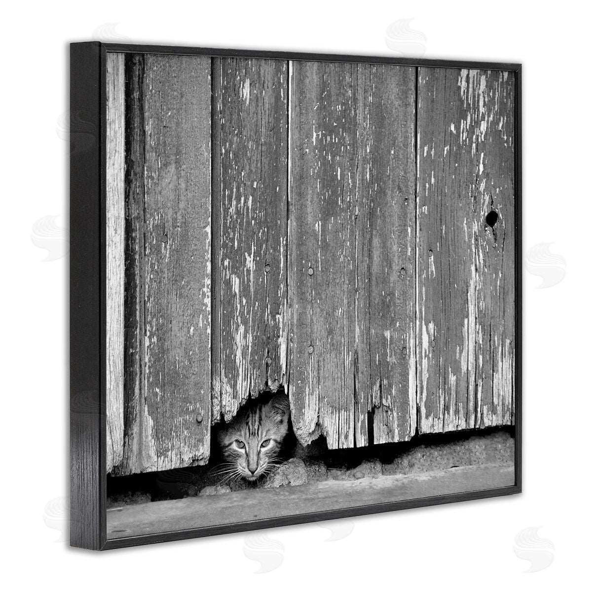 Steve Toole | Rustic Cat Peeking