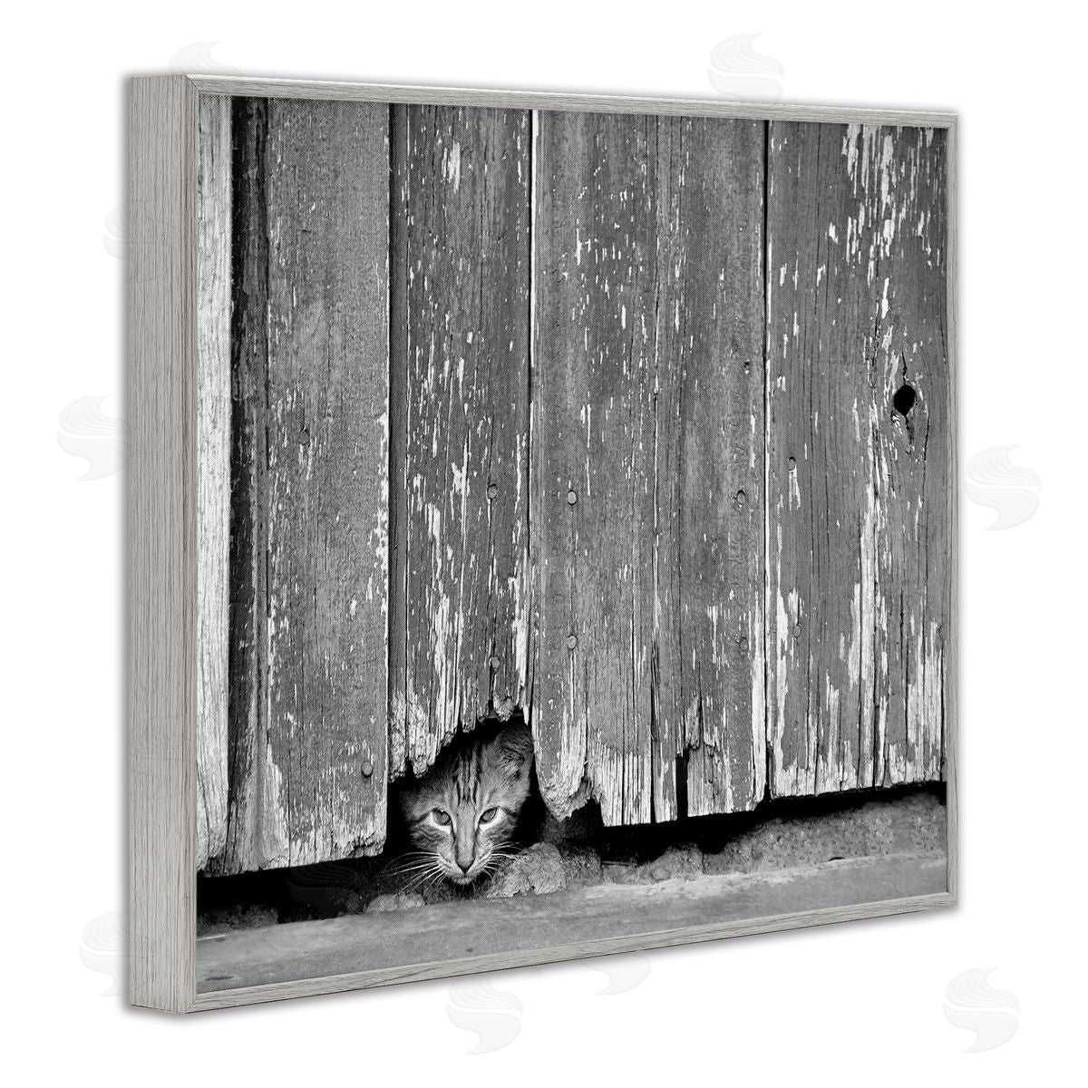 Steve Toole Rustic Cat Peeking Gray Framed Giclee Wall Artside_