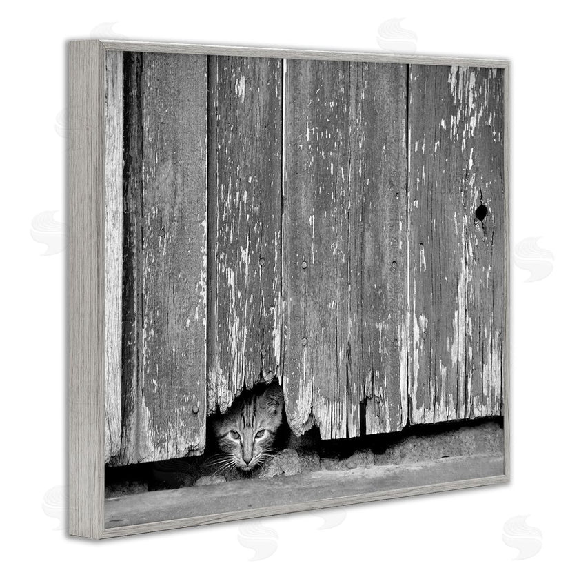 Steve Toole | Rustic Cat Peeking