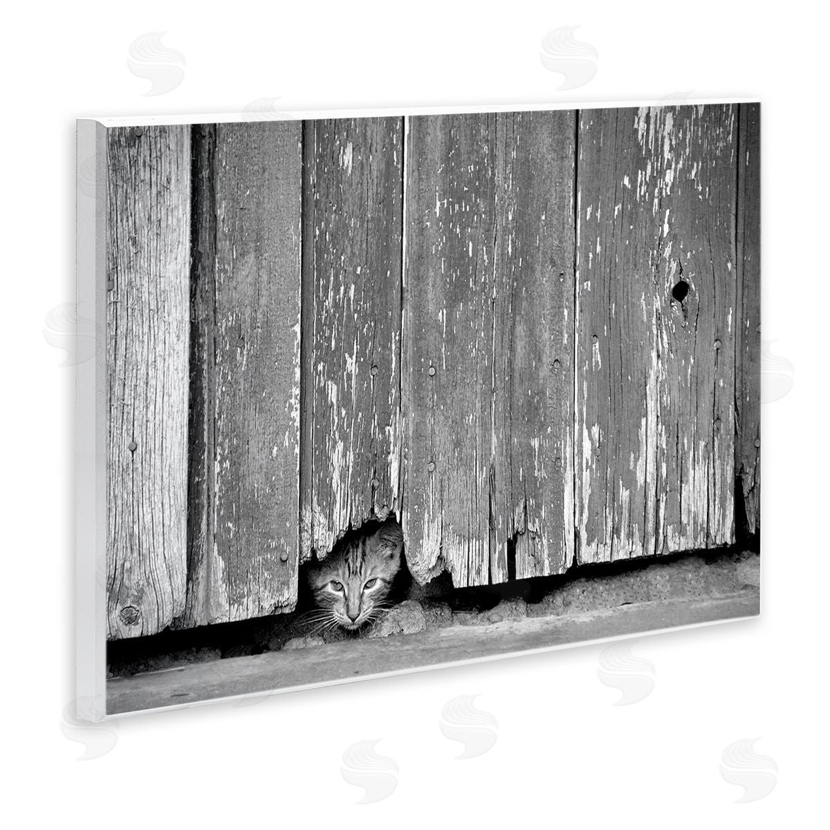 Steve Toole | Rustic Cat Peeking