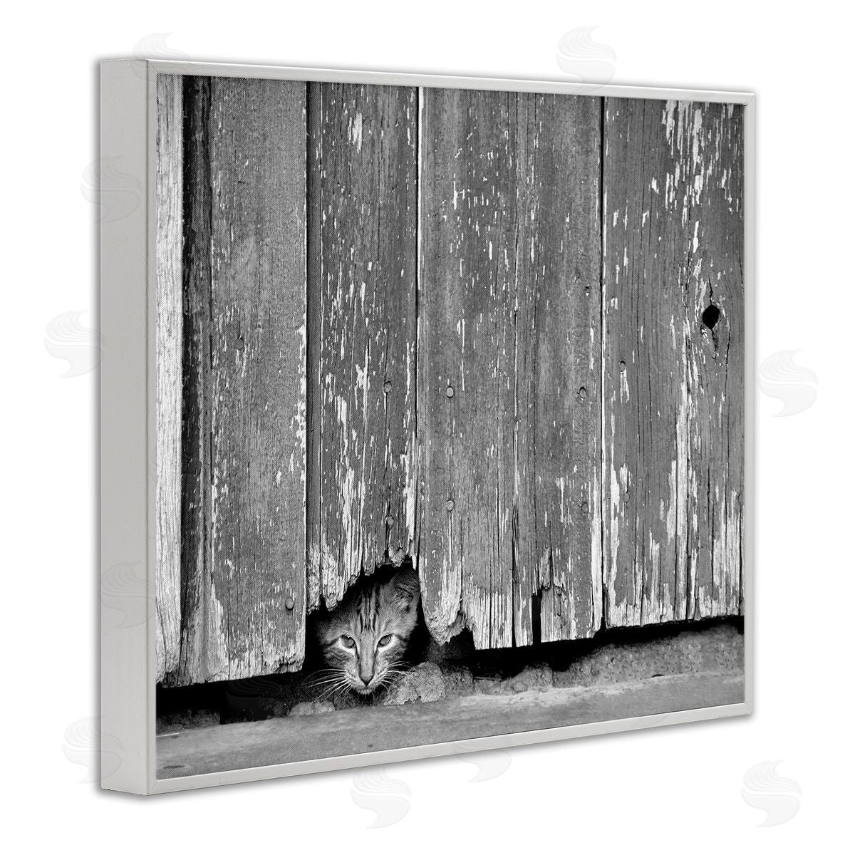 Steve Toole | Rustic Cat Peeking