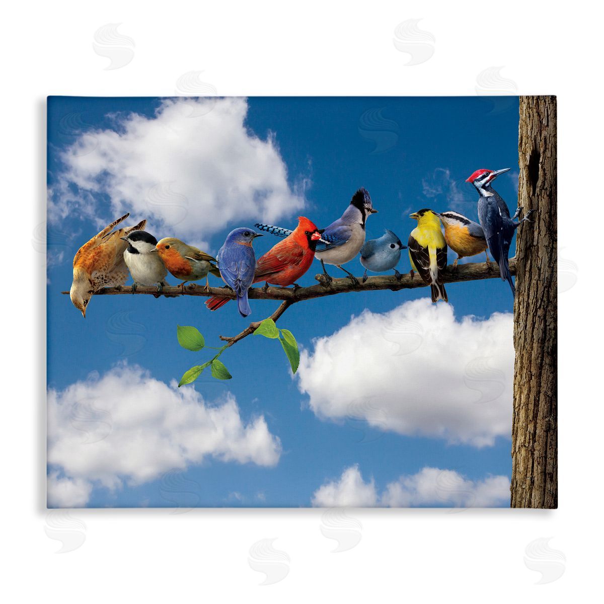 Vincent Hie | Various Birds on Branch