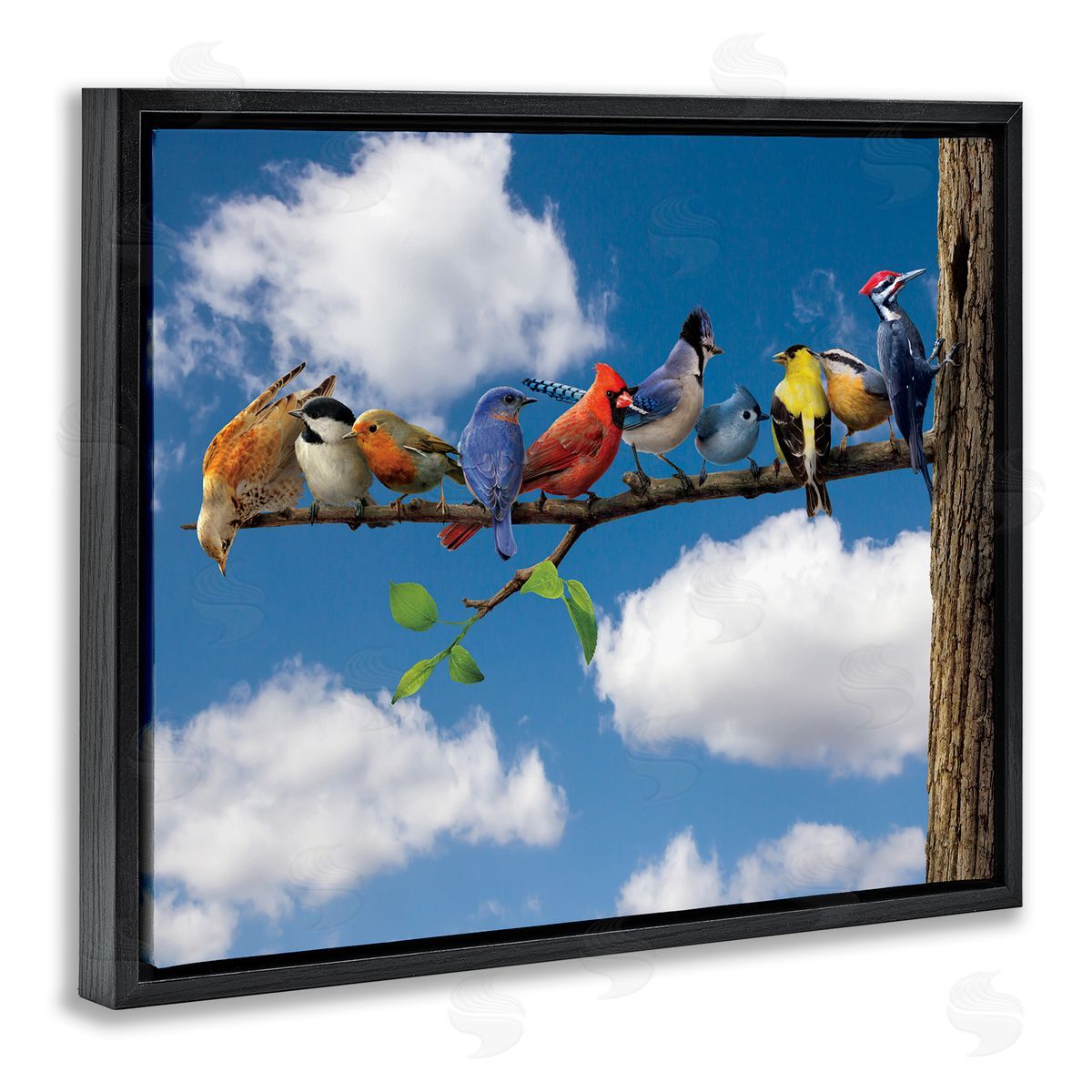 Vincent Hie | Various Birds on Branch