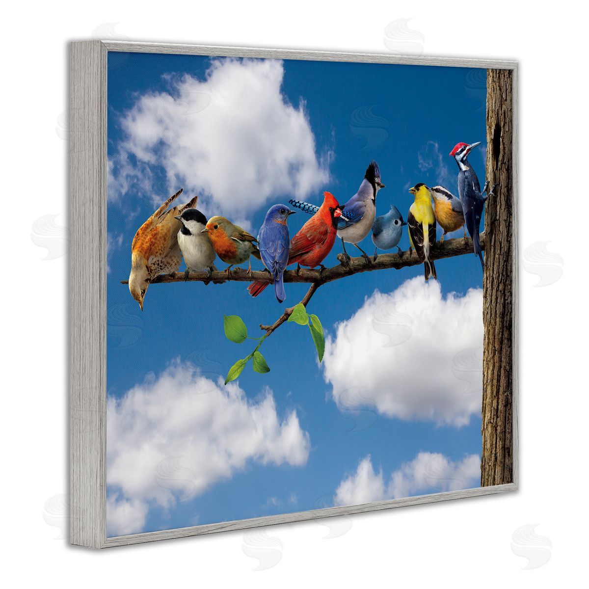 Vincent Hie | Various Birds on Branch