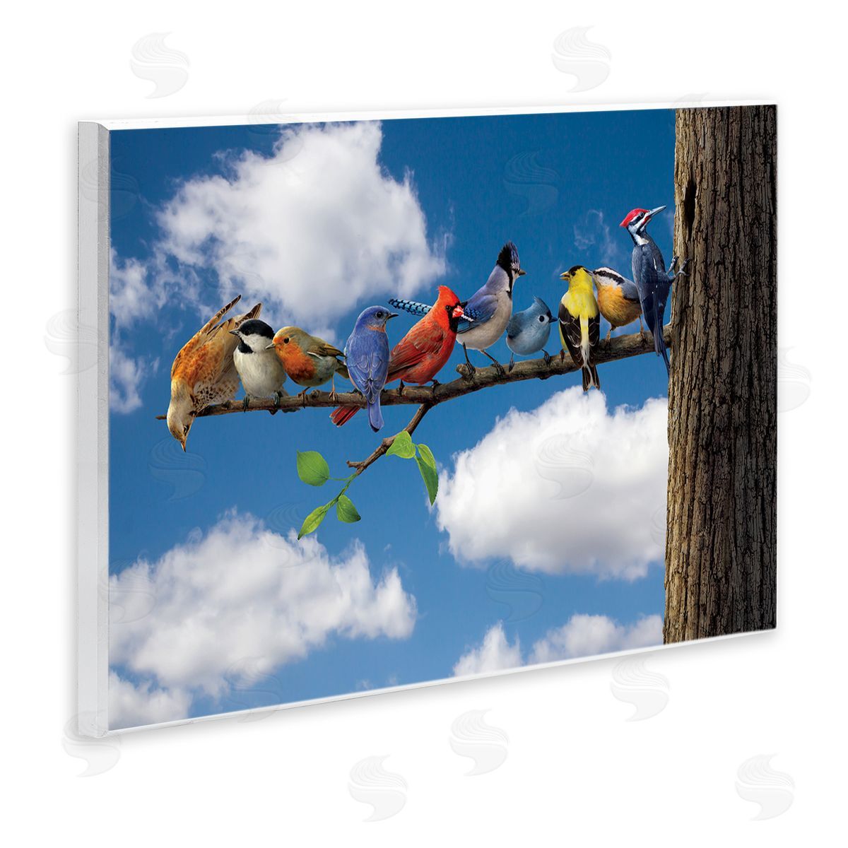Vincent Hie | Various Birds on Branch