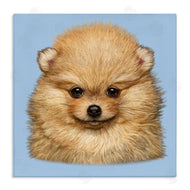 Vincent Hie | Pomeranian Face on Blue