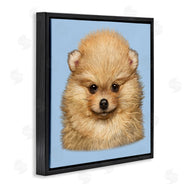 Vincent Hie | Pomeranian Face on Blue