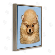 Vincent Hie | Pomeranian Face on Blue