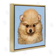 Vincent Hie | Pomeranian Face on Blue