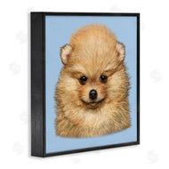 Vincent Hie | Pomeranian Face on Blue