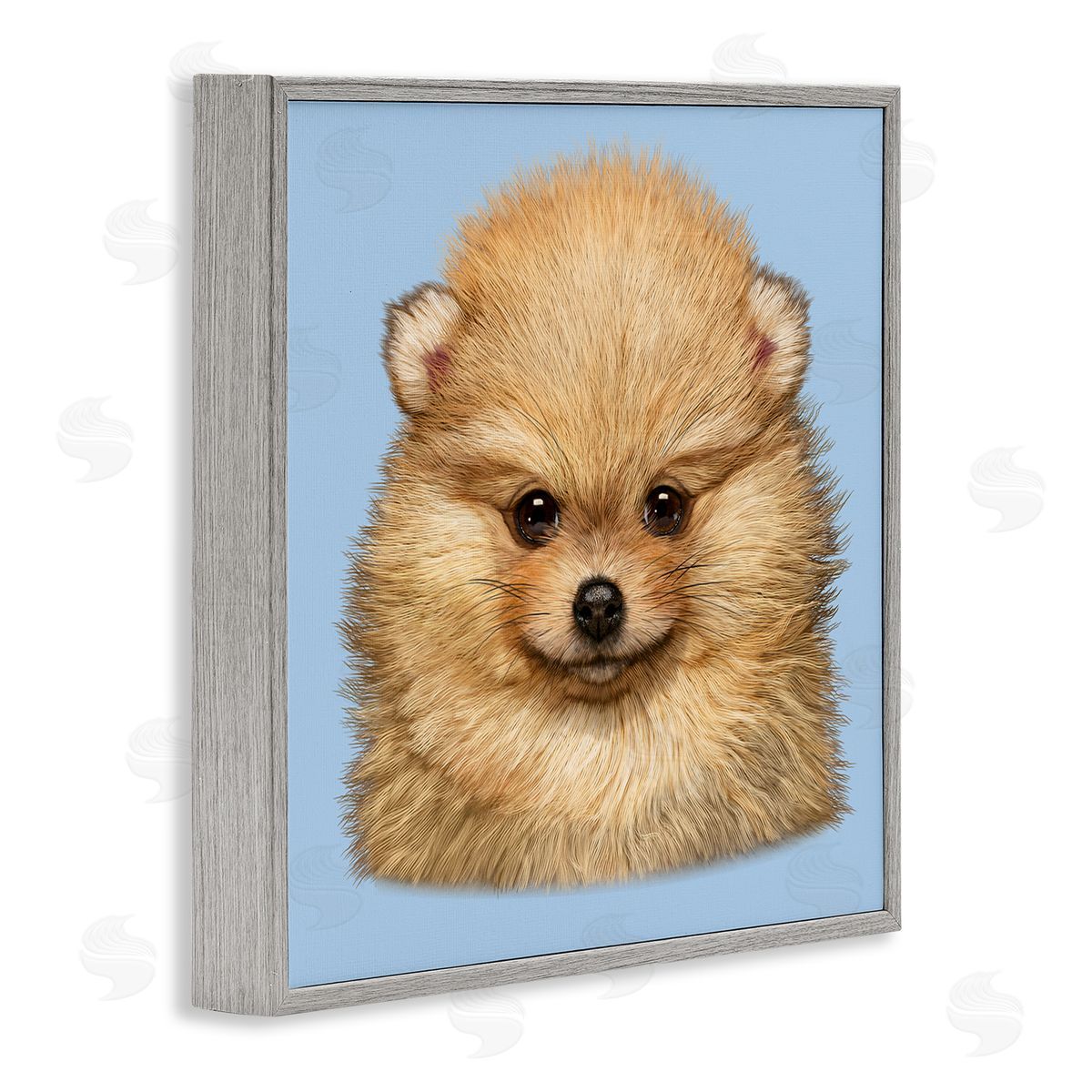 Vincent Hie | Pomeranian Face on Blue