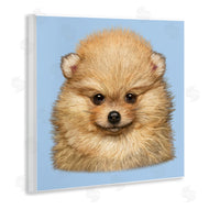 Vincent Hie | Pomeranian Face on Blue