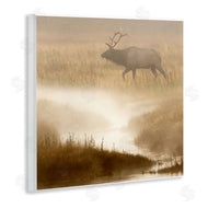 Danita Delimont | Foggy River Deer Scene