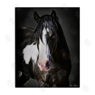 David Drost | Black & White Horse