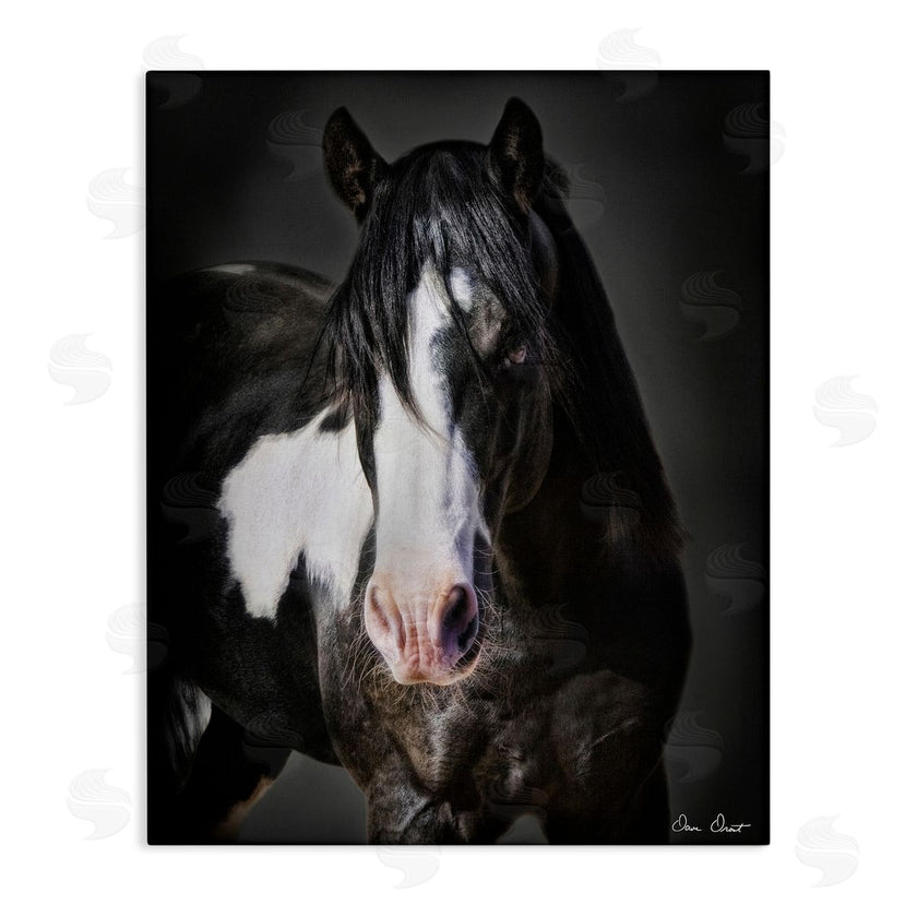 David Drost | Black & White Horse