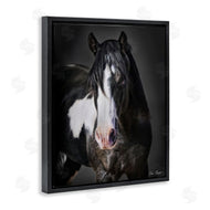 David Drost | Black & White Horse