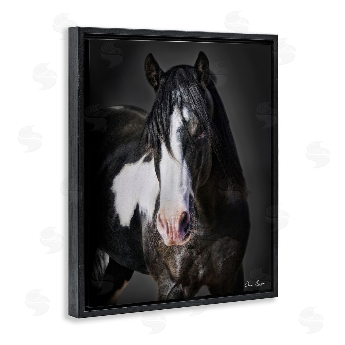 David Drost | Black & White Horse