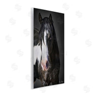 David Drost | Black & White Horse