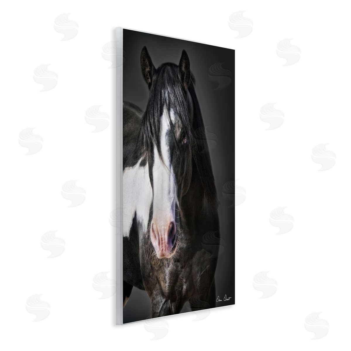David Drost | Black & White Horse