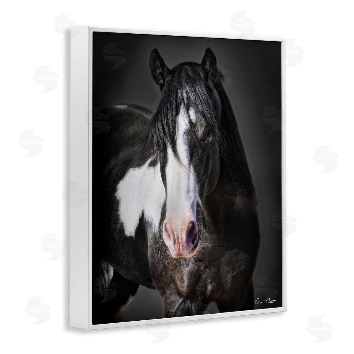 David Drost Black & White Horse White Framed Giclee Wall Artside_